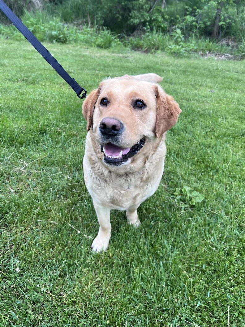 Lilly Belle-Foster-to-Adopt, an adoptable Yellow Labrador Retriever in Medina, OH image 5/6