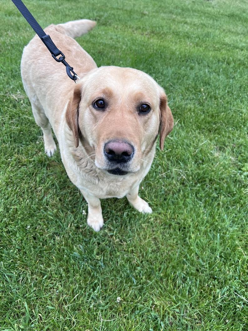 Lilly Belle-Foster-to-Adopt, an adoptable Yellow Labrador Retriever in Medina, OH image 3/6