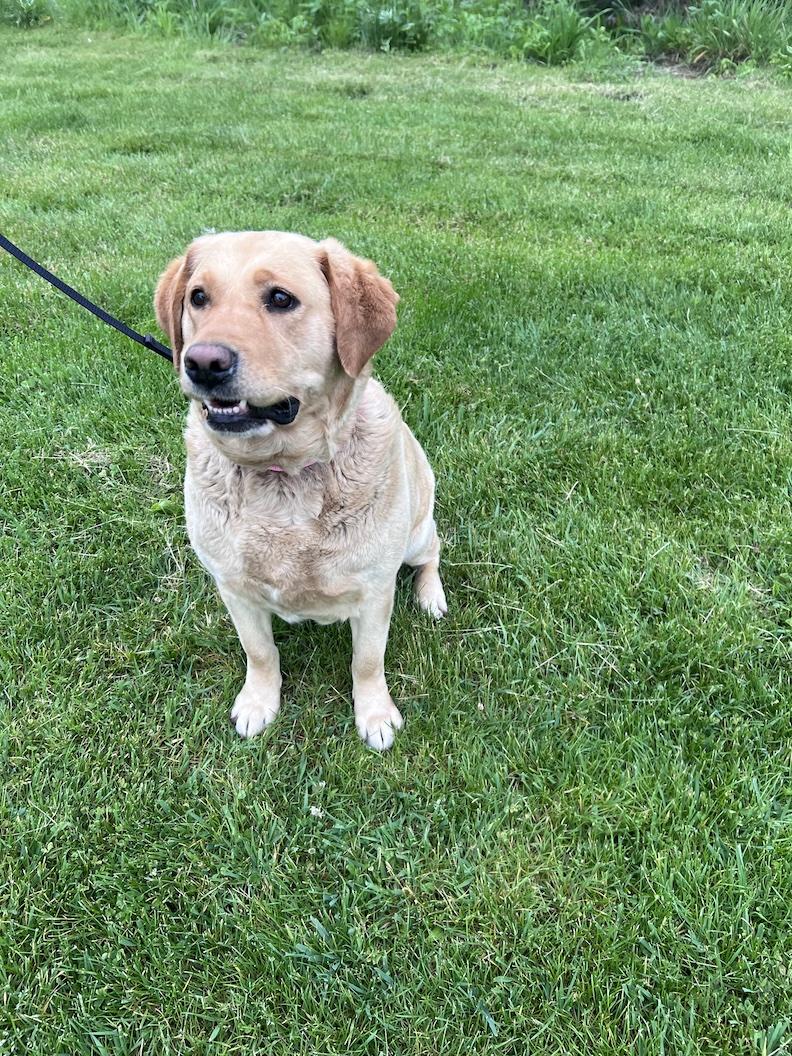 Lilly Belle-Foster-to-Adopt, an adoptable Yellow Labrador Retriever in Medina, OH image 1/6