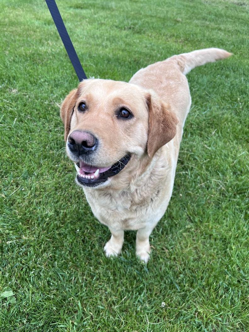 Lilly Belle-Foster-to-Adopt, an adoptable Yellow Labrador Retriever in Medina, OH image 4/6