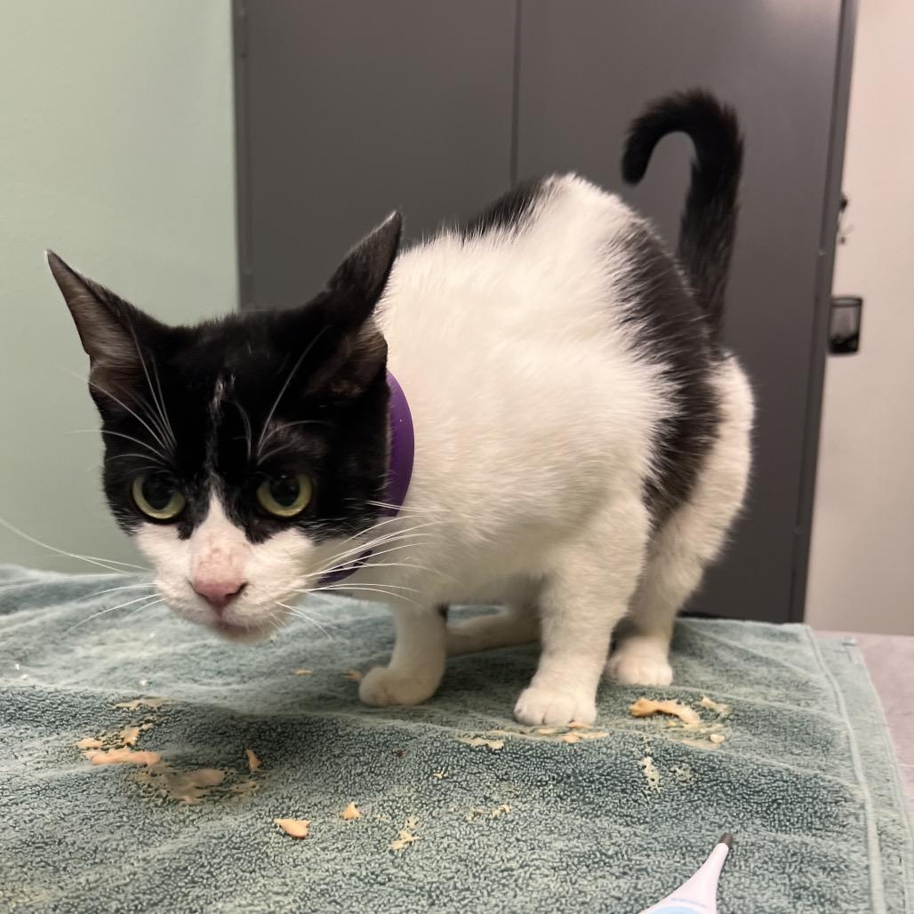 Enlarge Tinsel, a Adoptable Domestic Short Hair in Keizer, OR image 1/4