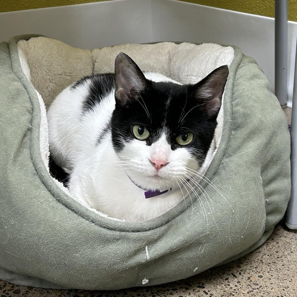 Tinsel, Adoptable, Adult Female Domestic Short Hair.