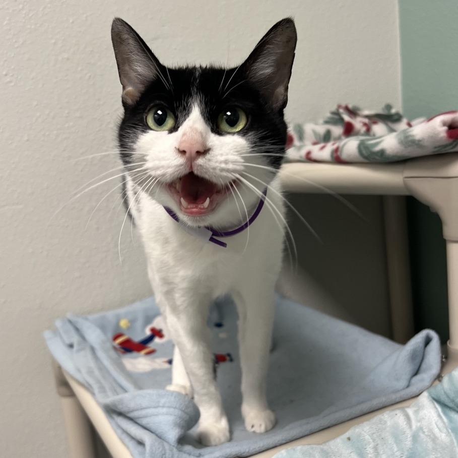 Enlarge Tinsel, a Adoptable Domestic Short Hair in Keizer, OR image 2/4