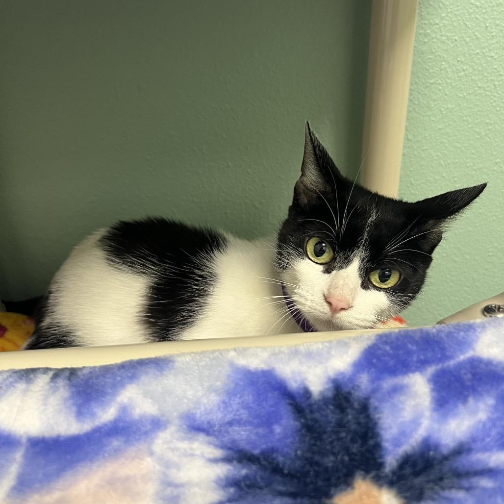 Enlarge Tinsel, a Adoptable Domestic Short Hair in Keizer, OR image 3/4