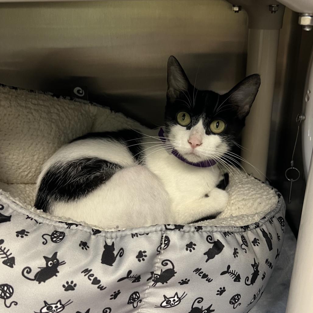 Enlarge Tinsel, a Adoptable Domestic Short Hair in Keizer, OR image 4/4