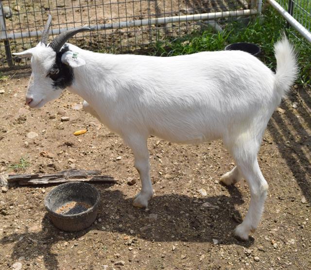 Enlarge CAPTAIN HOOK, a Adoptable Goat in Union, MO image 1/1