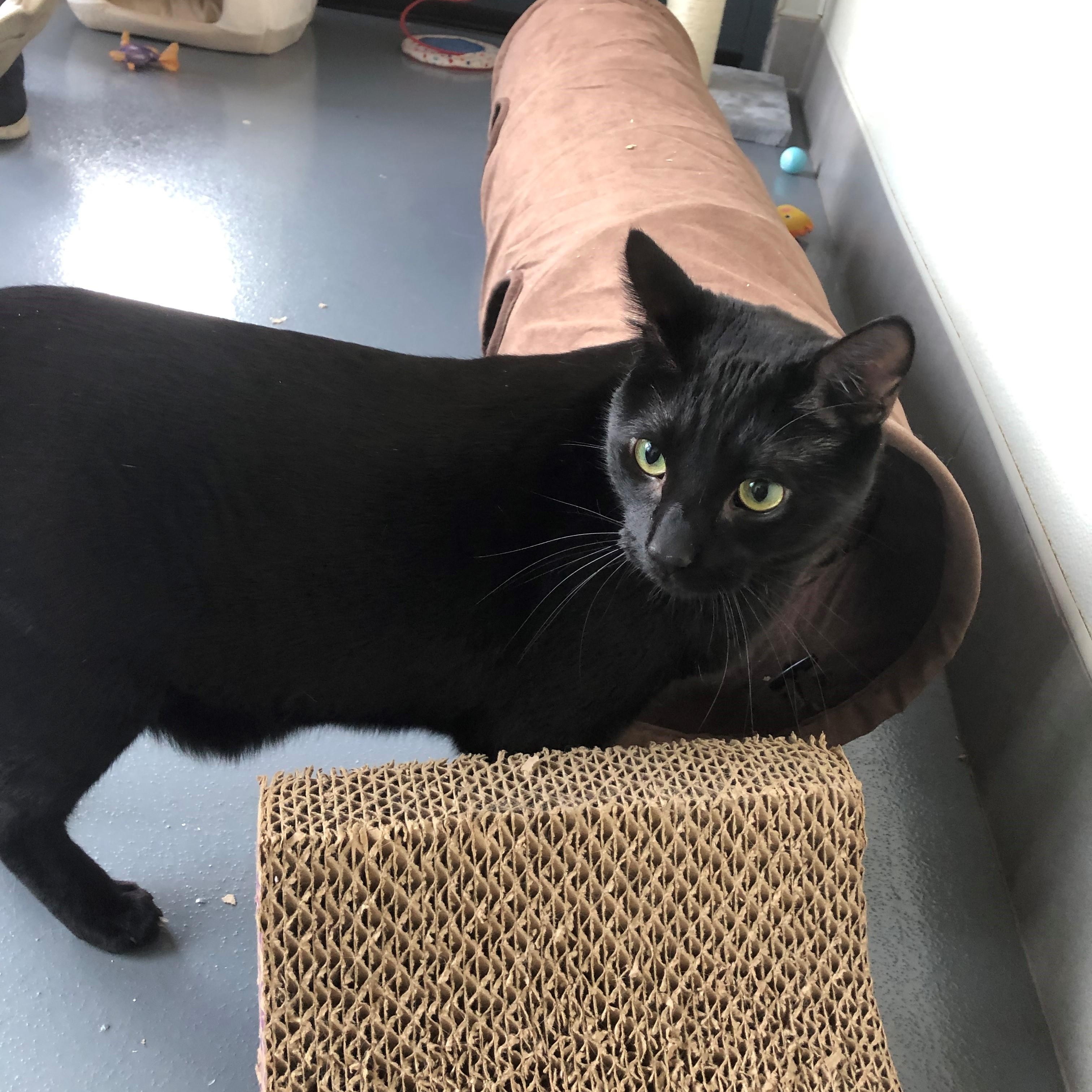 Midnight — thumbnail 3