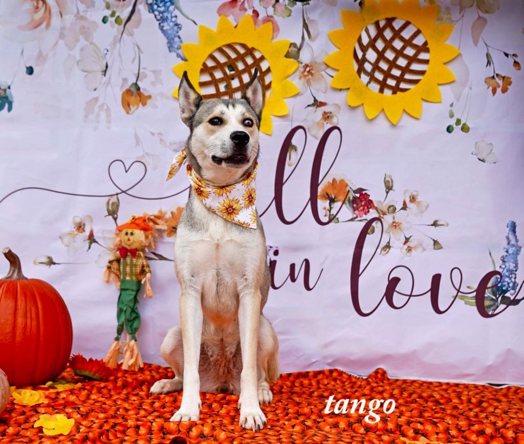 TANGO, Adoptable, Adult Female Husky.