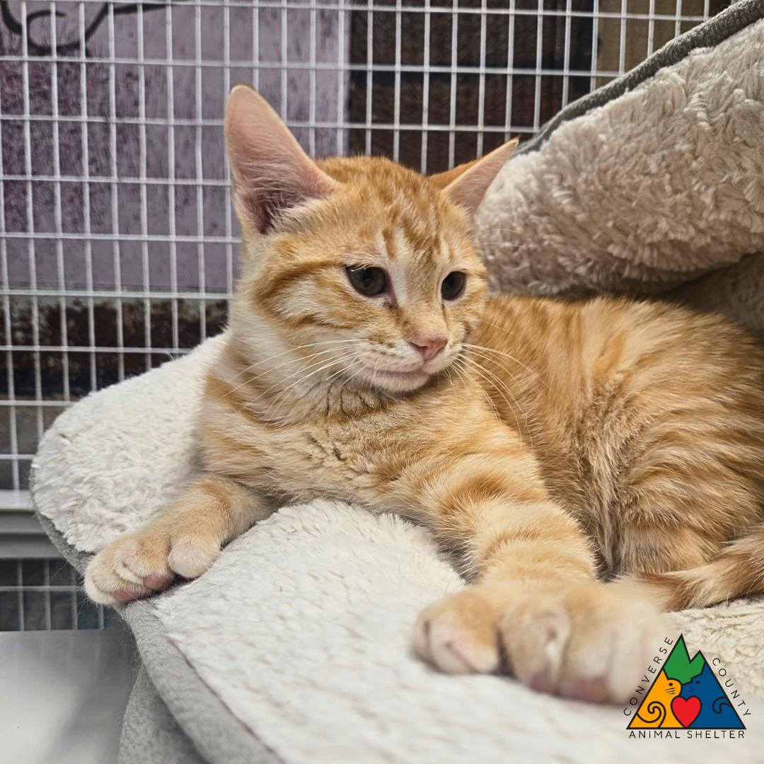 Dialga, adopted, Kitten Male Extra-Toes Cat / Hemingway Polydactyl.