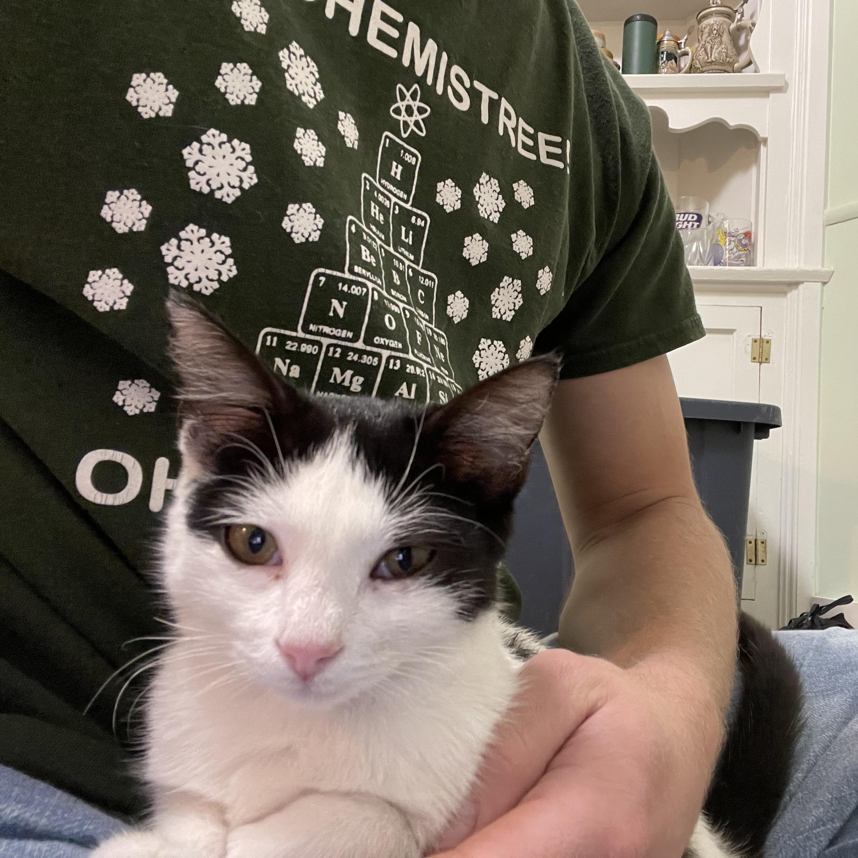 Hummingbird thumbnail 4