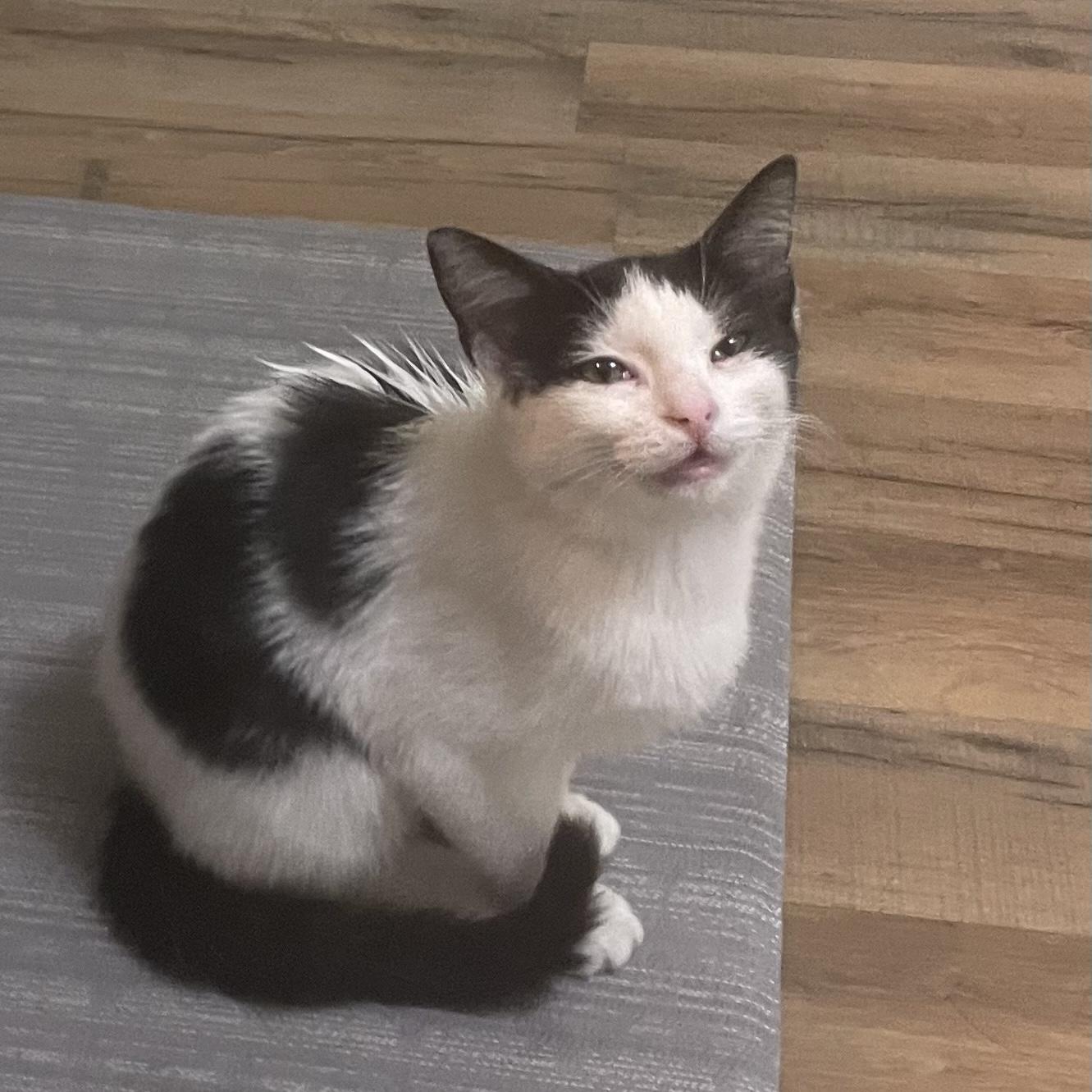 Hummingbird thumbnail 3