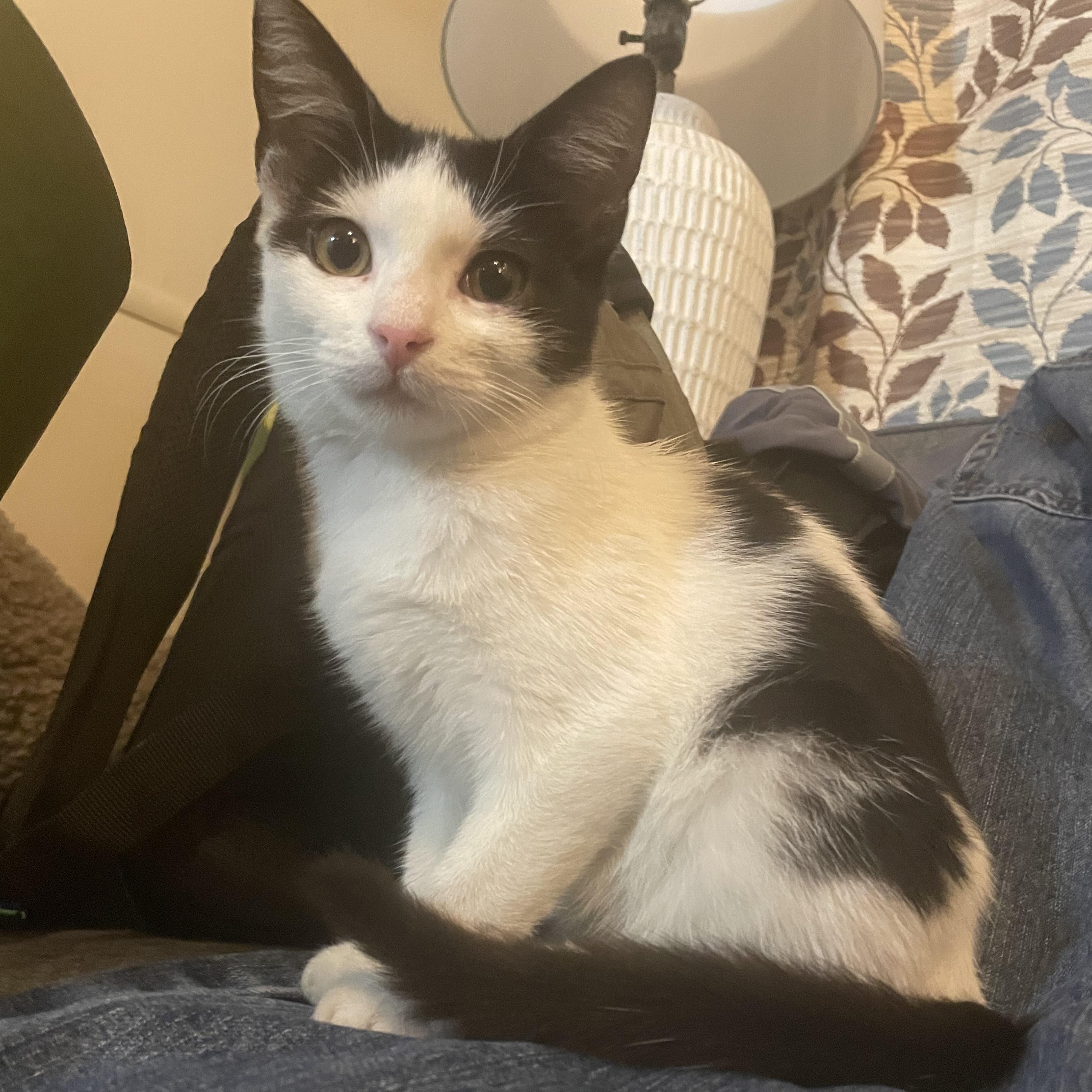 Hummingbird thumbnail 2