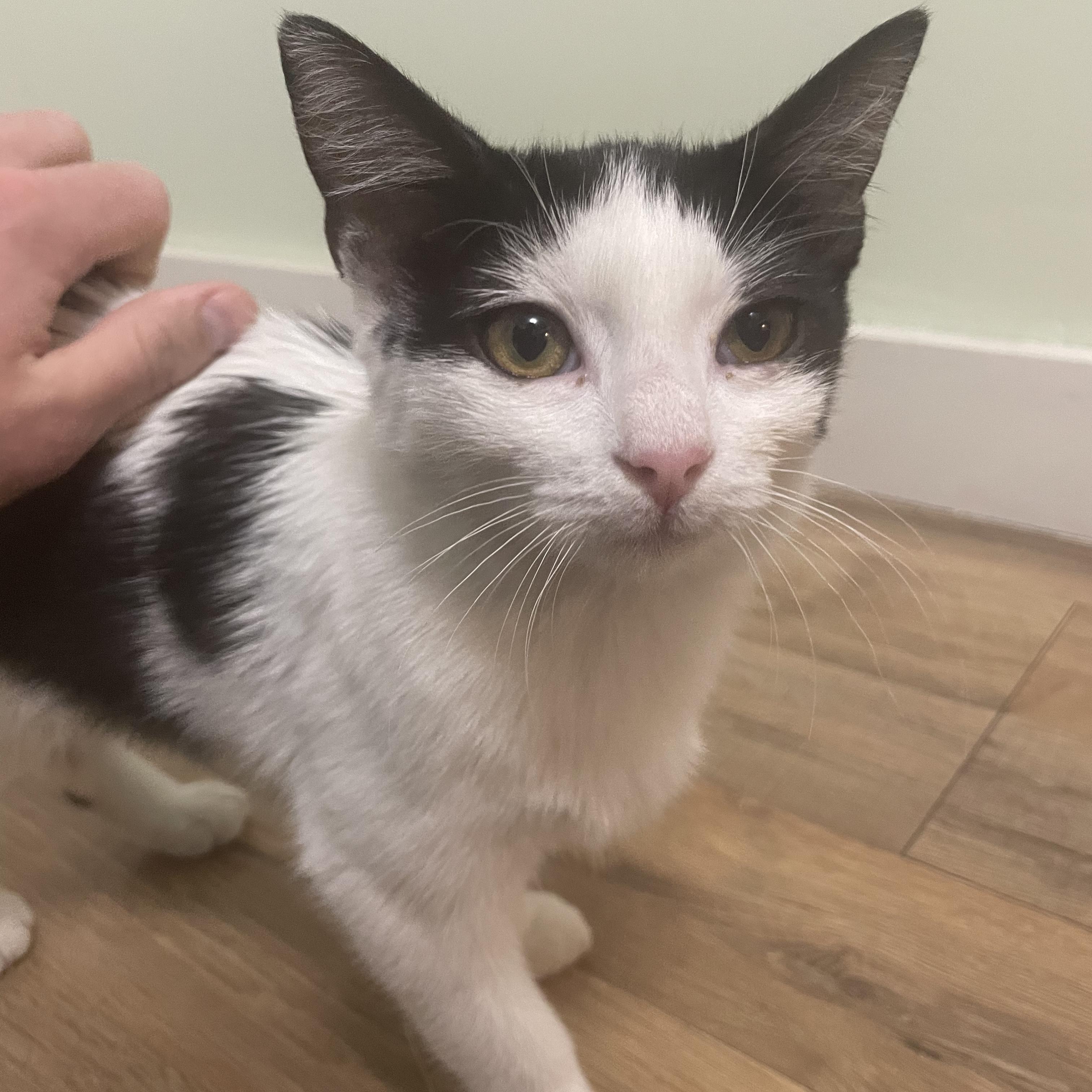 Hummingbird thumbnail 5