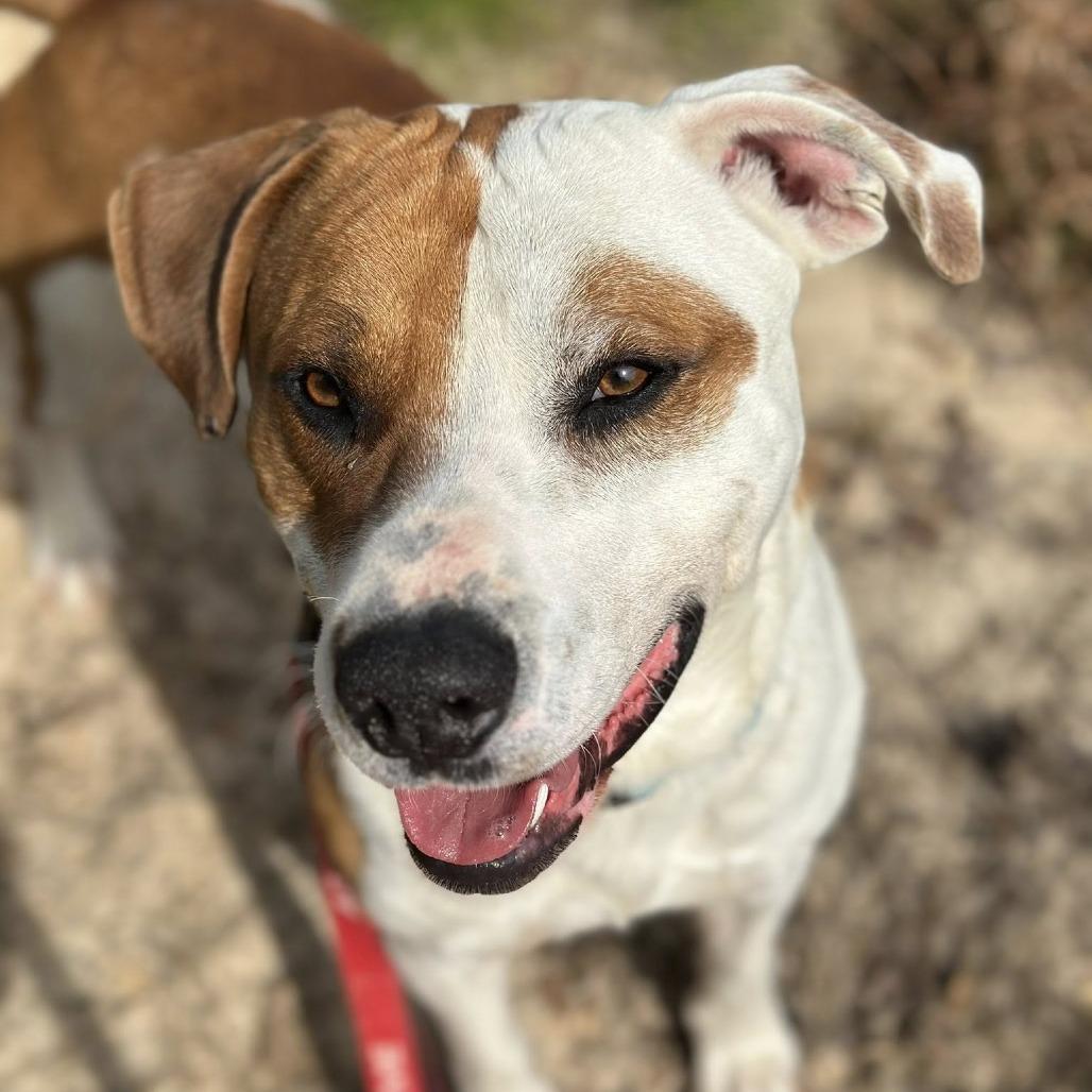 Enlarge Waldo, a Adoptable mixed breed in Marshall, TX image 1/5