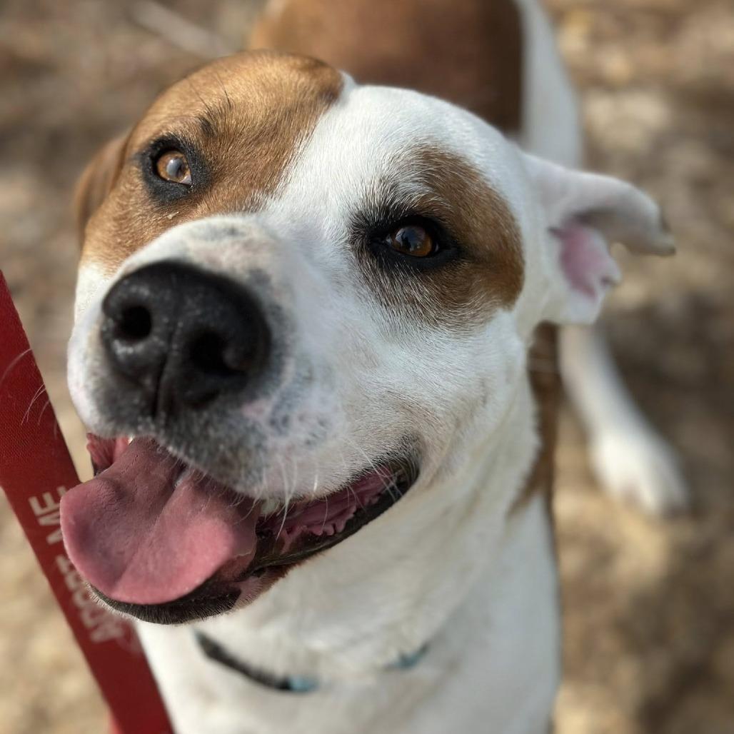 Enlarge Waldo, a Adoptable mixed breed in Marshall, TX image 2/5