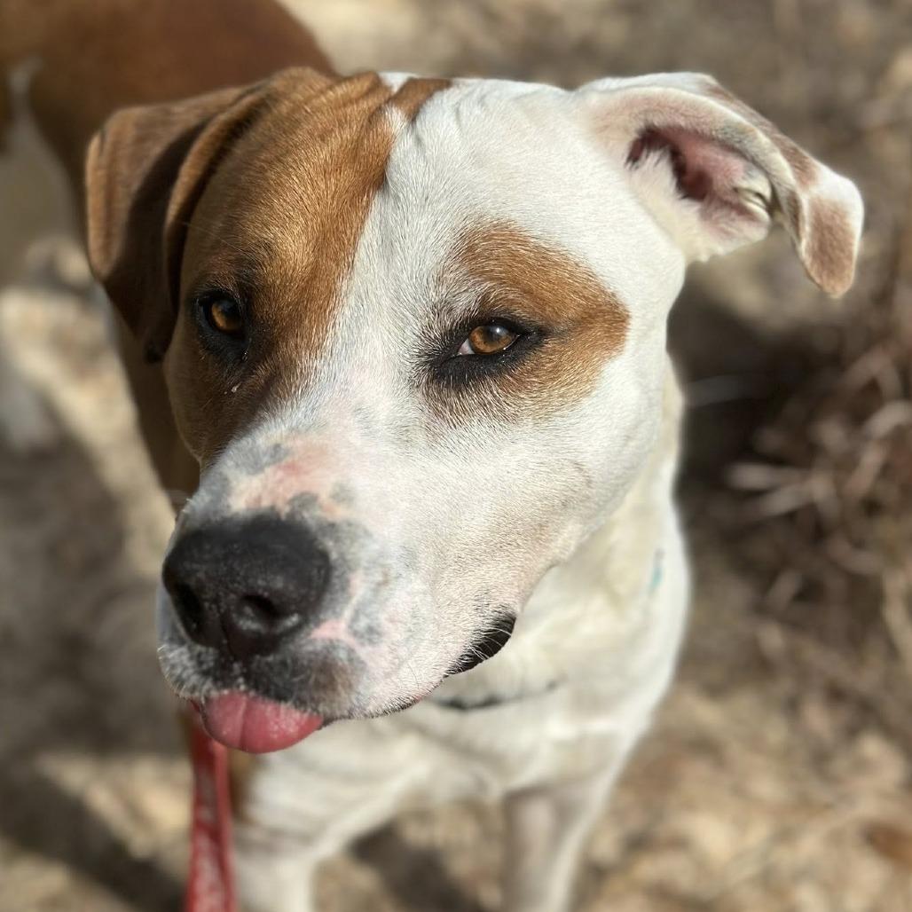 Enlarge Waldo, a Adoptable mixed breed in Marshall, TX image 3/5
