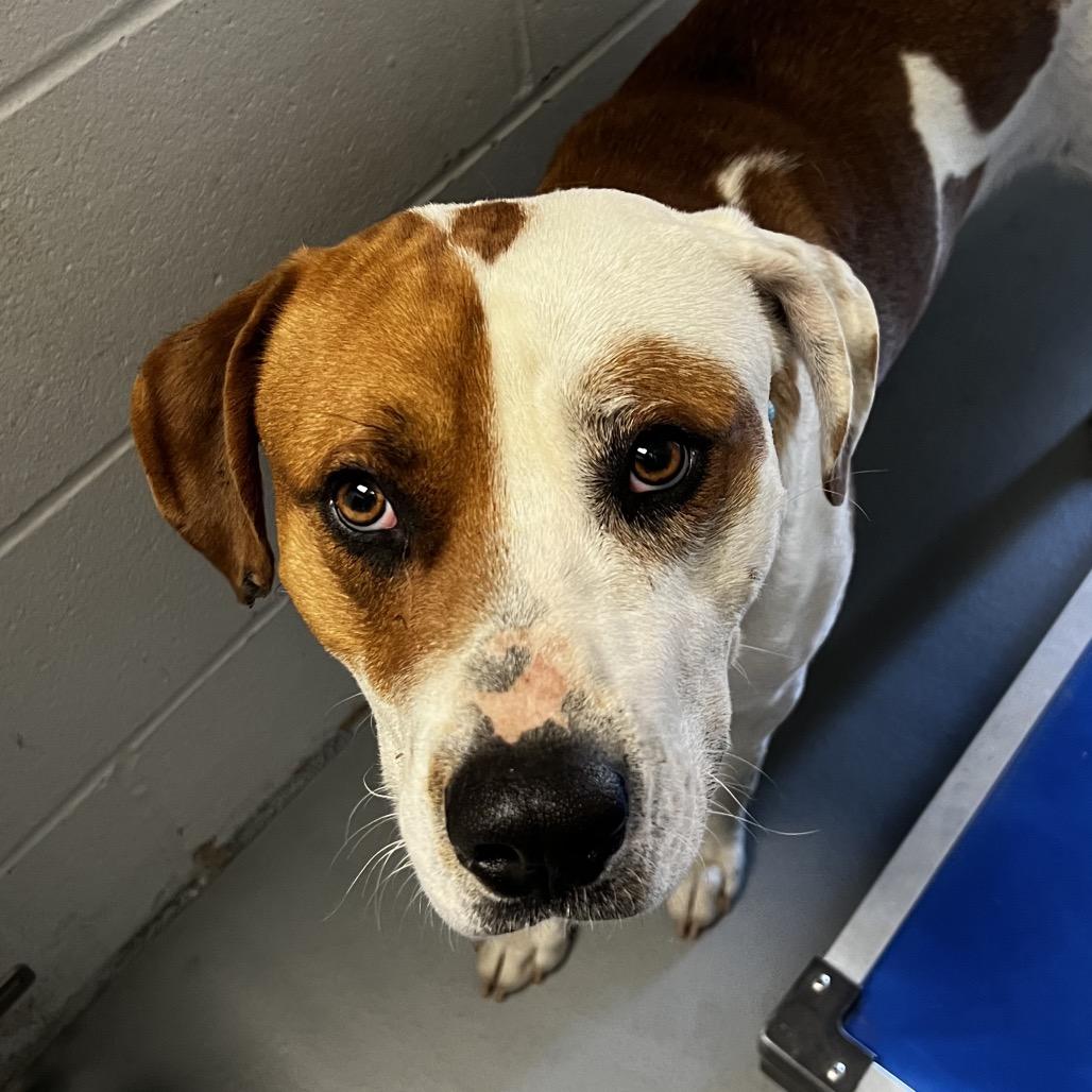 Enlarge Waldo, a Adoptable mixed breed in Marshall, TX image 4/5