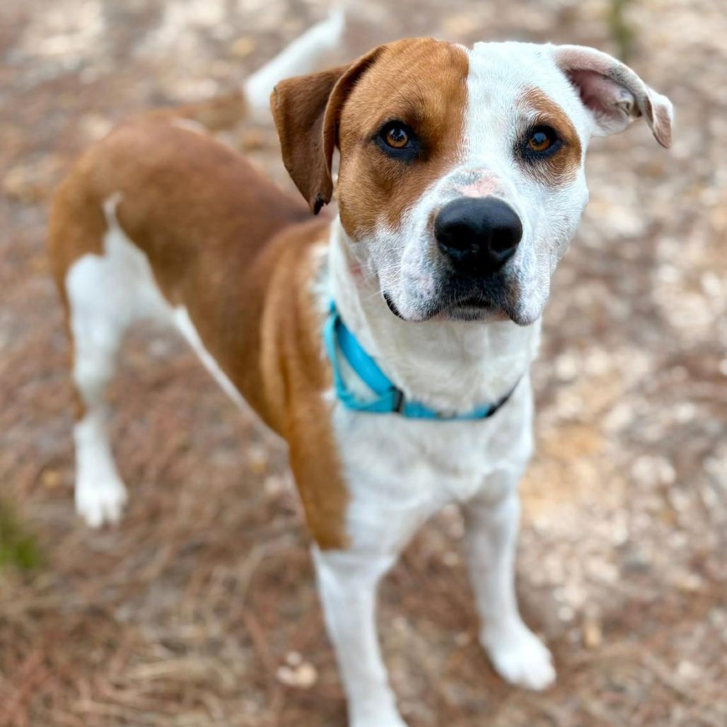 Enlarge Waldo, a Adoptable mixed breed in Marshall, TX image 5/5