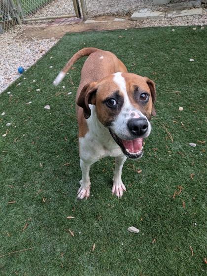 Maggie, Adoptable, Adult Female Hound & Mixed Breed.