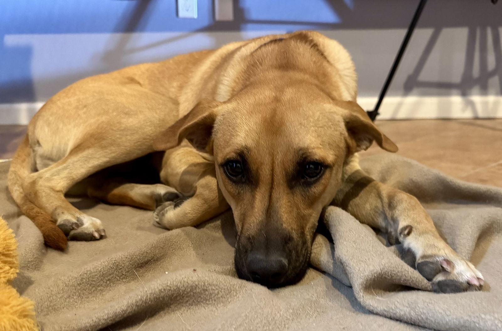 Tai, Adoptable, Young Female Shepherd.