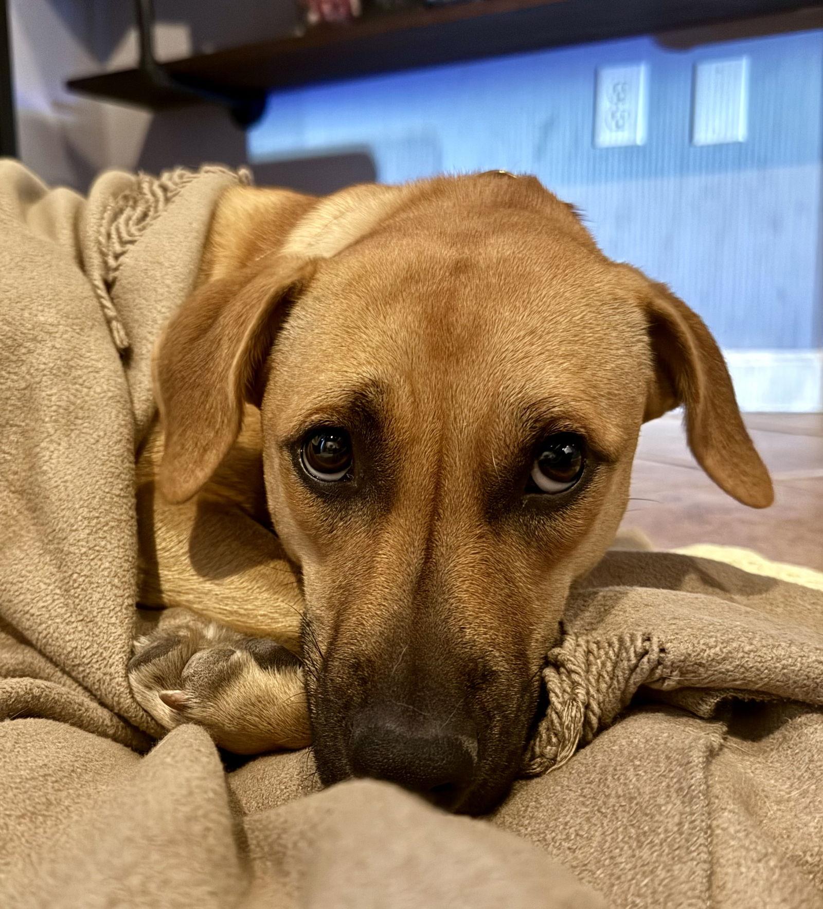 Enlarge Tai, a Adoptable Shepherd in Lake Hopatcong, NJ image 2/3