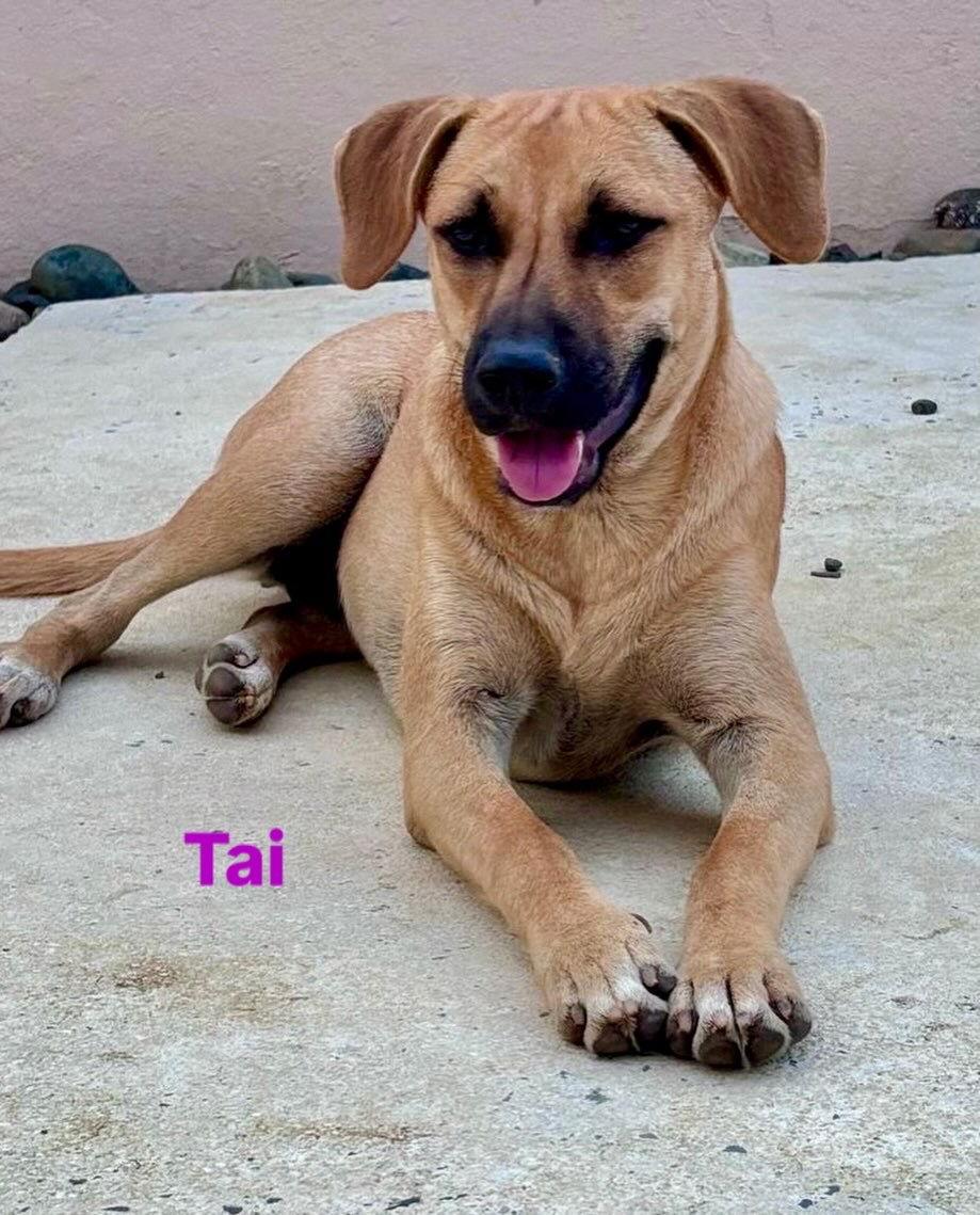 Enlarge Tai, a Adoptable Shepherd in Lake Hopatcong, NJ image 3/3