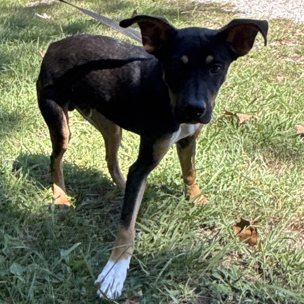 Enlarge Tom- Tom, a Adoptable mixed breed in Clanton, AL image 1/1