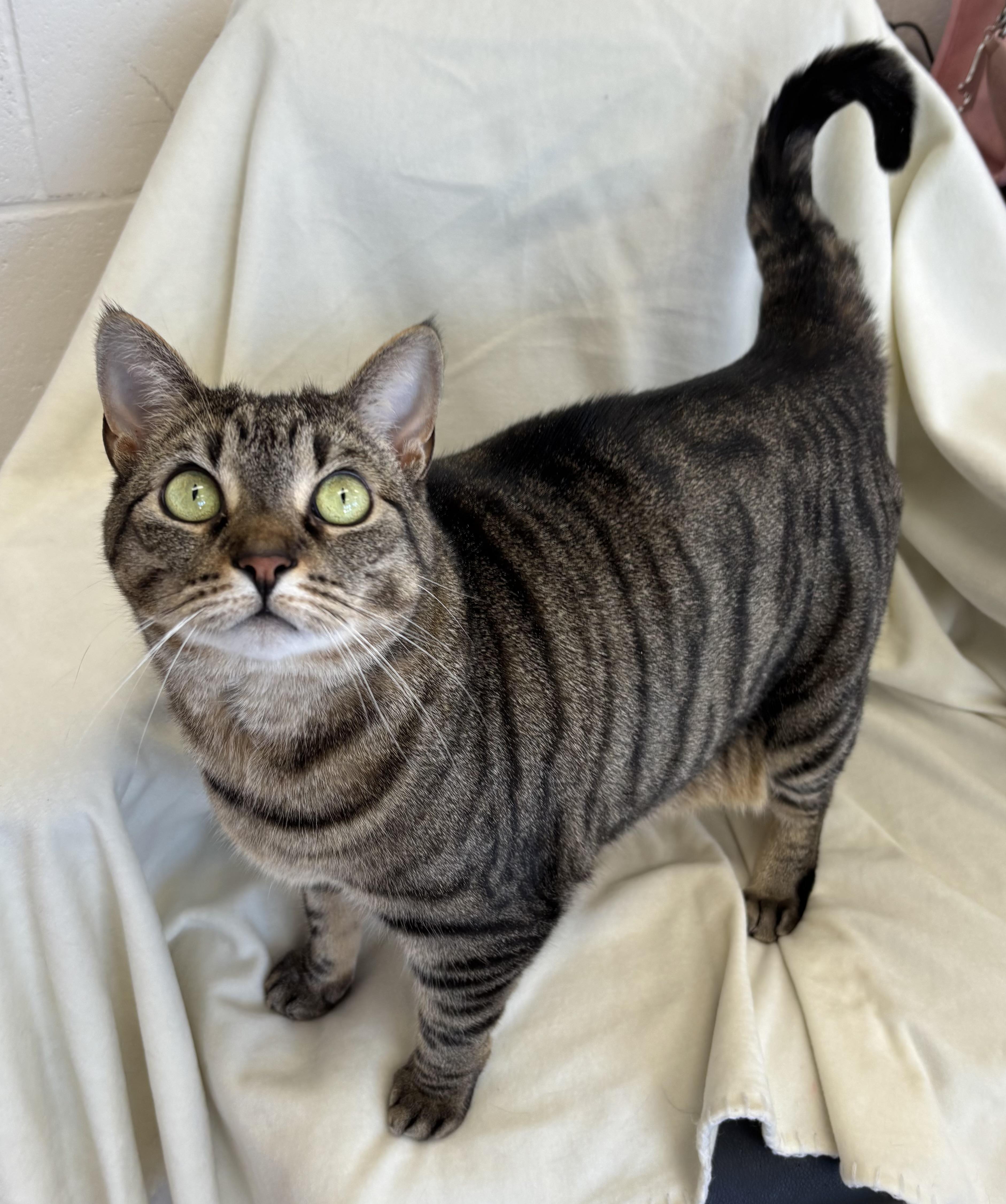 Enlarge Millie, a ADOPTABLE Domestic Short Hair in Cannington, ON image 1/1