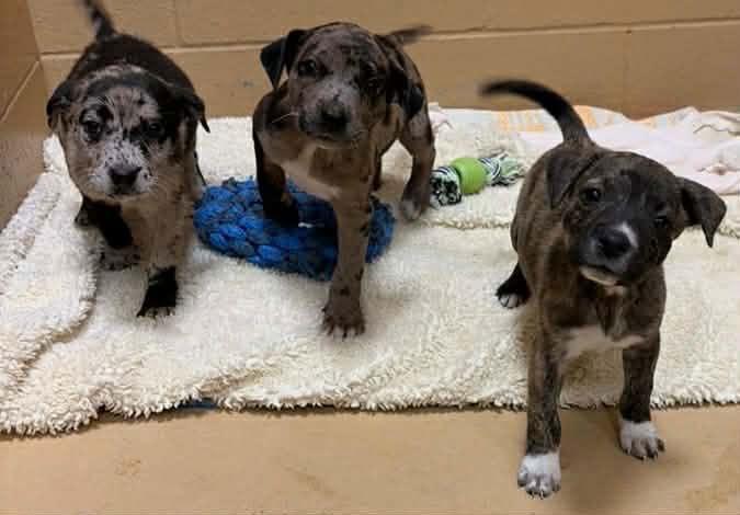 Fancy Louisiana thumbnail 3