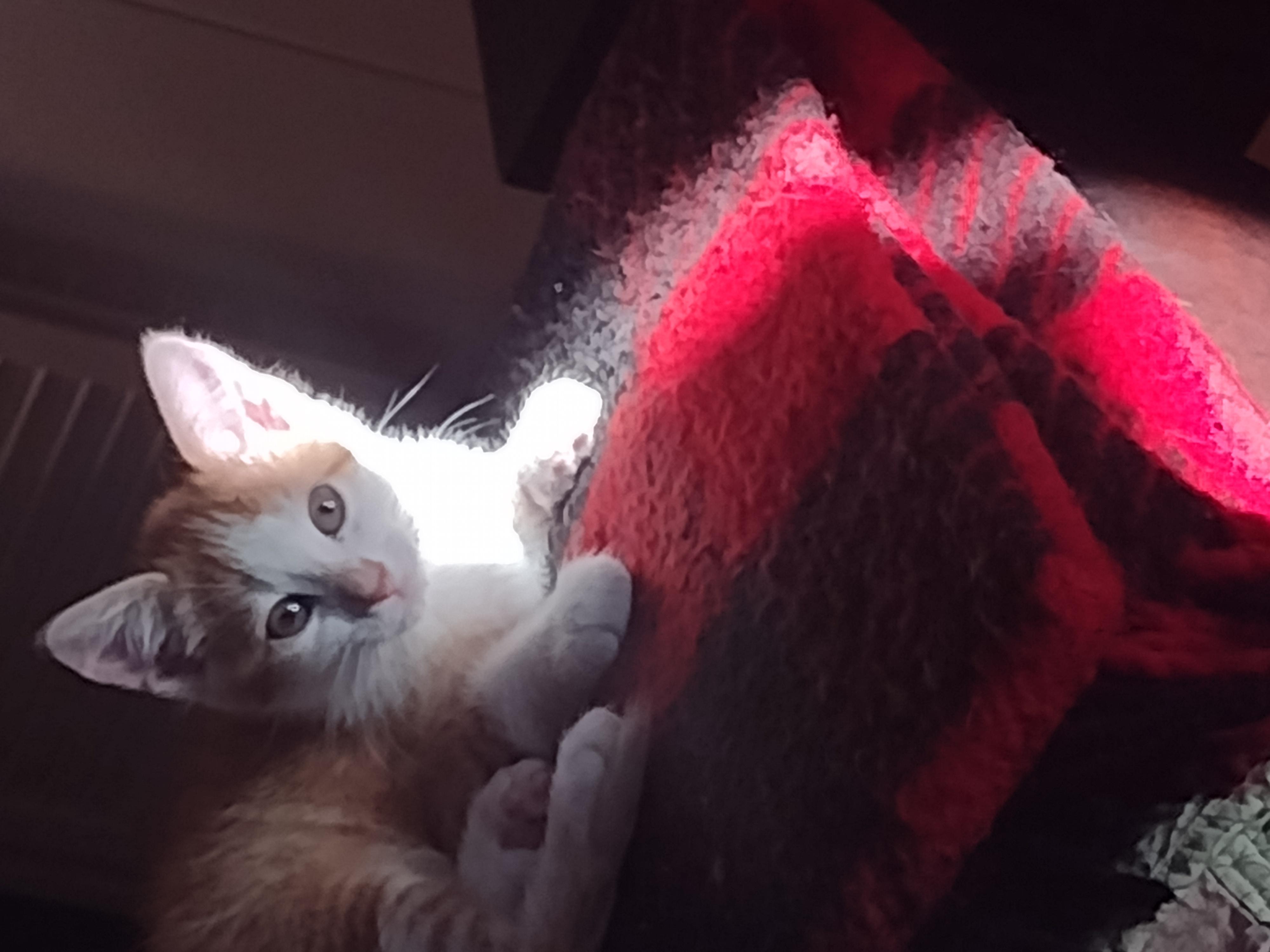 Betsy  “A Feisty, Orange Tabby”, Adopted, Young Female Domestic Short Hair.