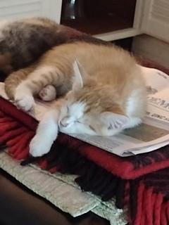 Betsy “A Feisty, Orange Tabby”, a Adopted Domestic Short Hair in Sedalia, MO image 3/3