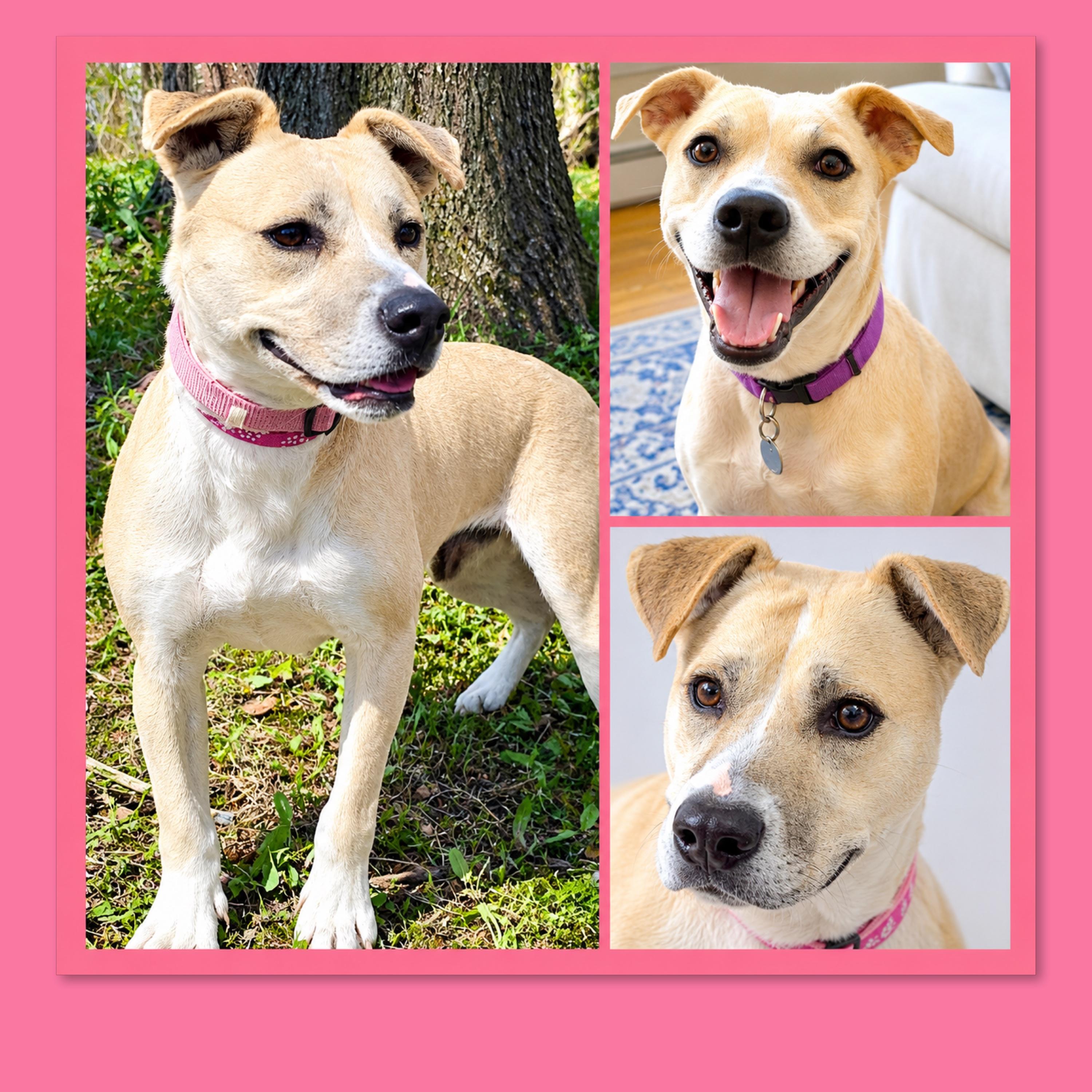 Sascha, Adoptable, Adult Female Husky & Pit Bull Terrier.