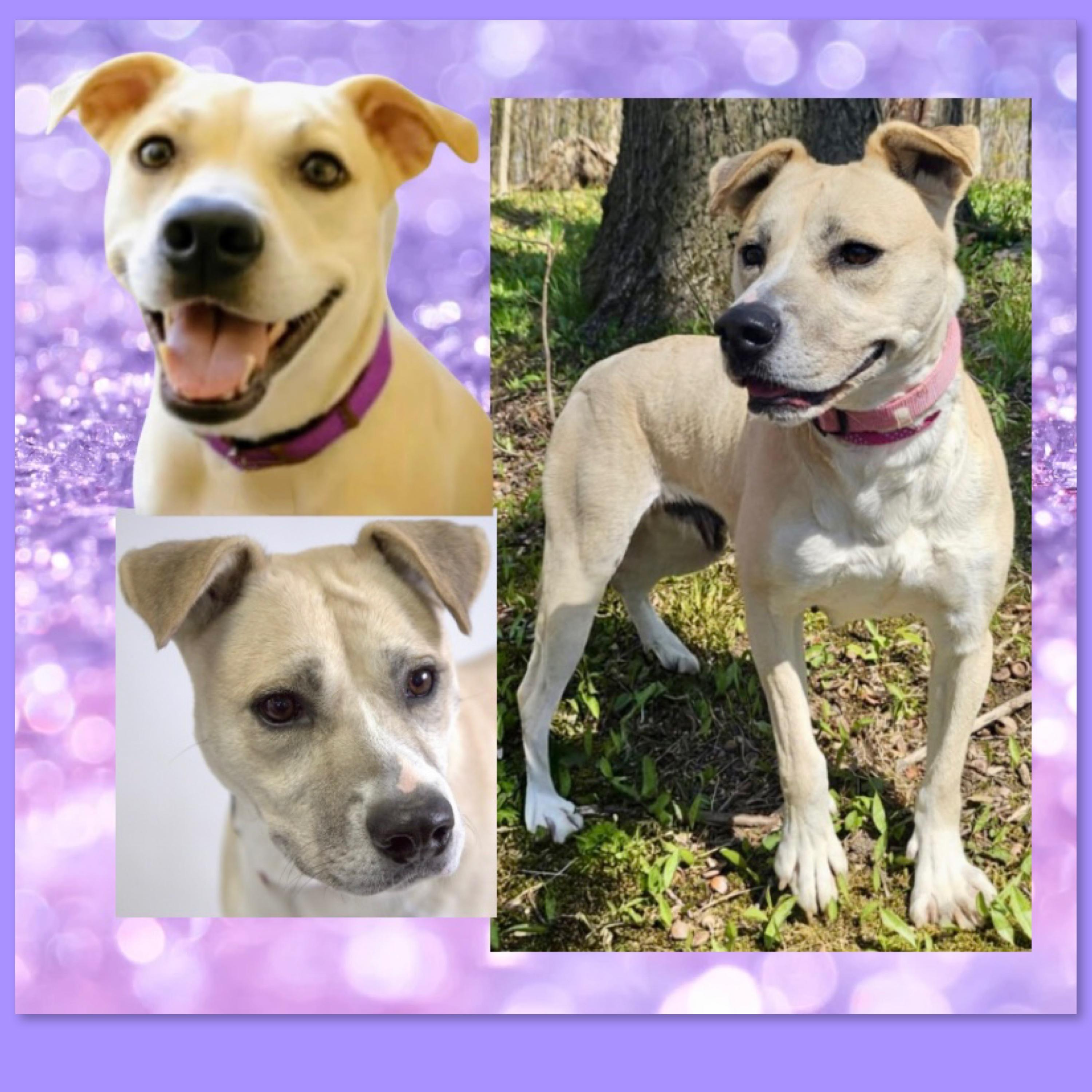 Enlarge Sascha, a Adoptable mixed breed in Westfield, NY image 6/6