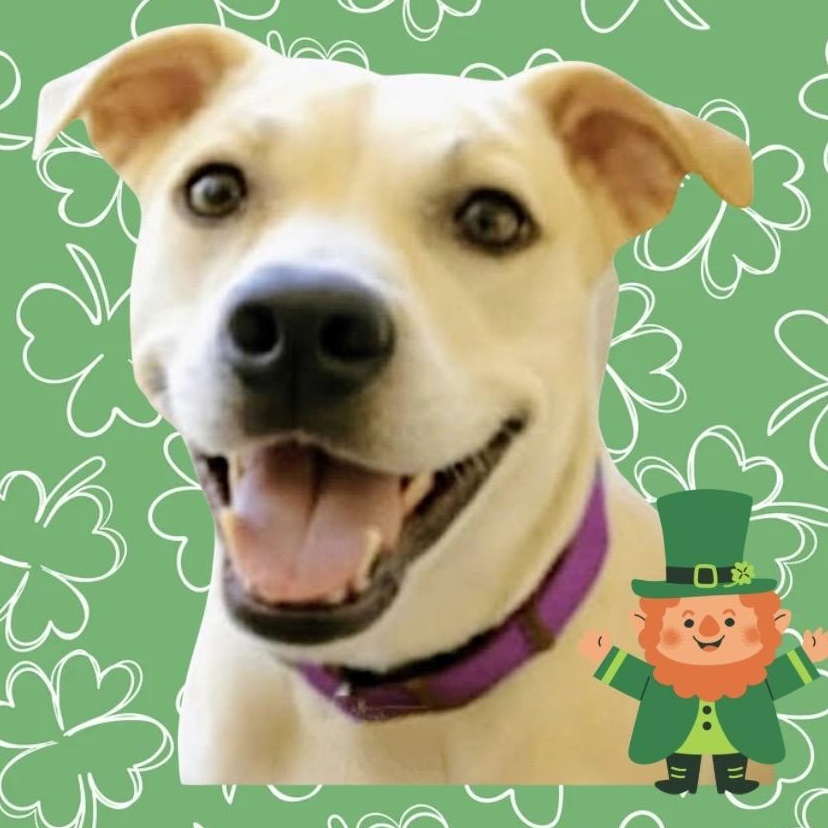 Enlarge Sascha, a Adoptable mixed breed in Westfield, NY image 5/6