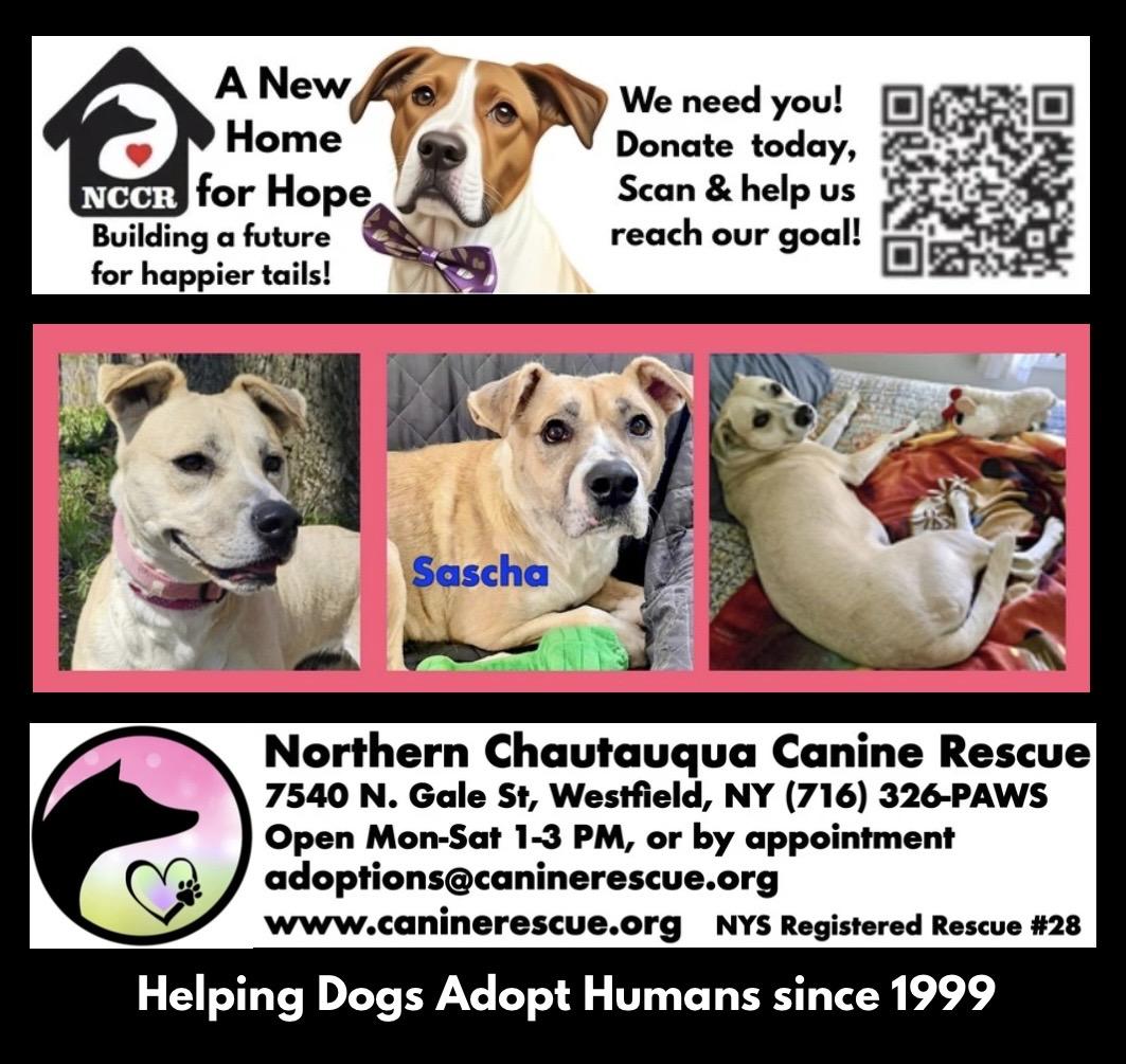 Enlarge Sascha, a Adoptable mixed breed in Westfield, NY image 5/6