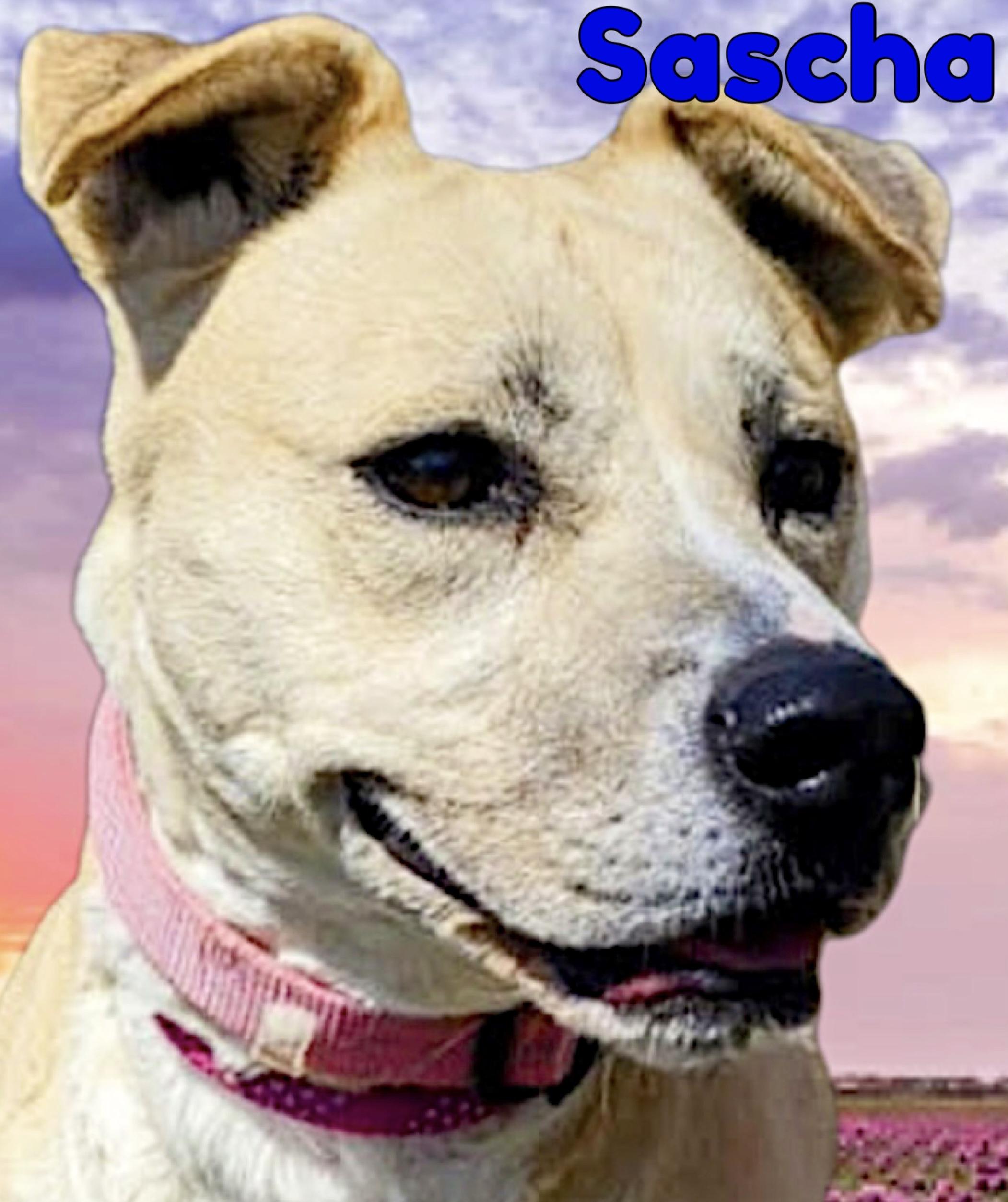 Enlarge Sascha, a Adoptable mixed breed in Westfield, NY image 3/5