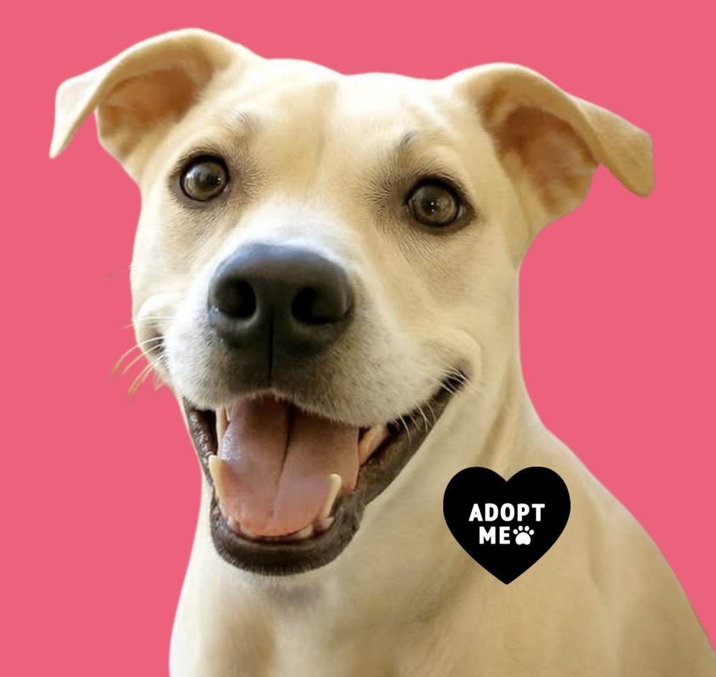 Enlarge Sascha, a Adoptable mixed breed in Westfield, NY image 4/6