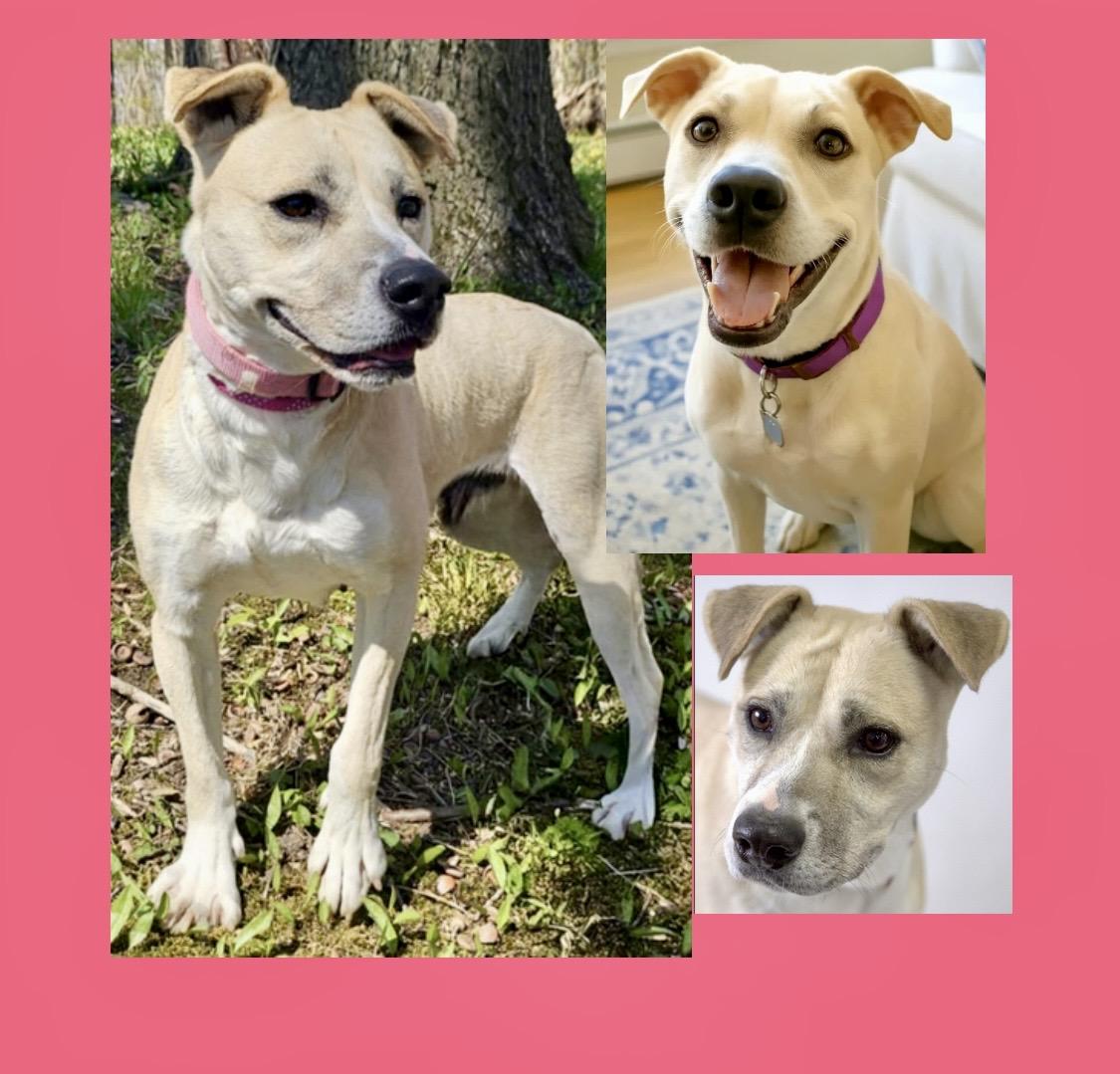 Enlarge Sascha, a Adoptable mixed breed in Westfield, NY image 1/6