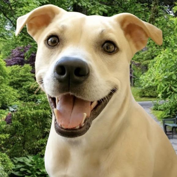 Sascha, a Adoptable mixed breed in Westfield, NY image 1/6
