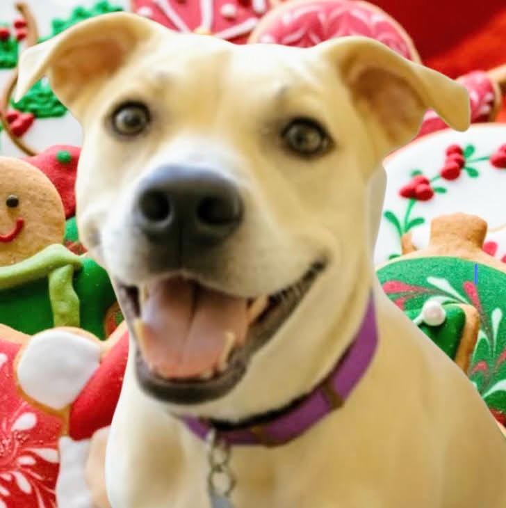 Enlarge Sascha, a Adoptable mixed breed in Westfield, NY image 4/5