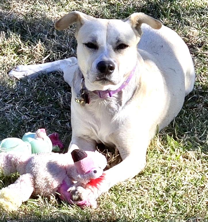 Sascha, Adoptable, Adult Female Husky & Pit Bull Terrier.