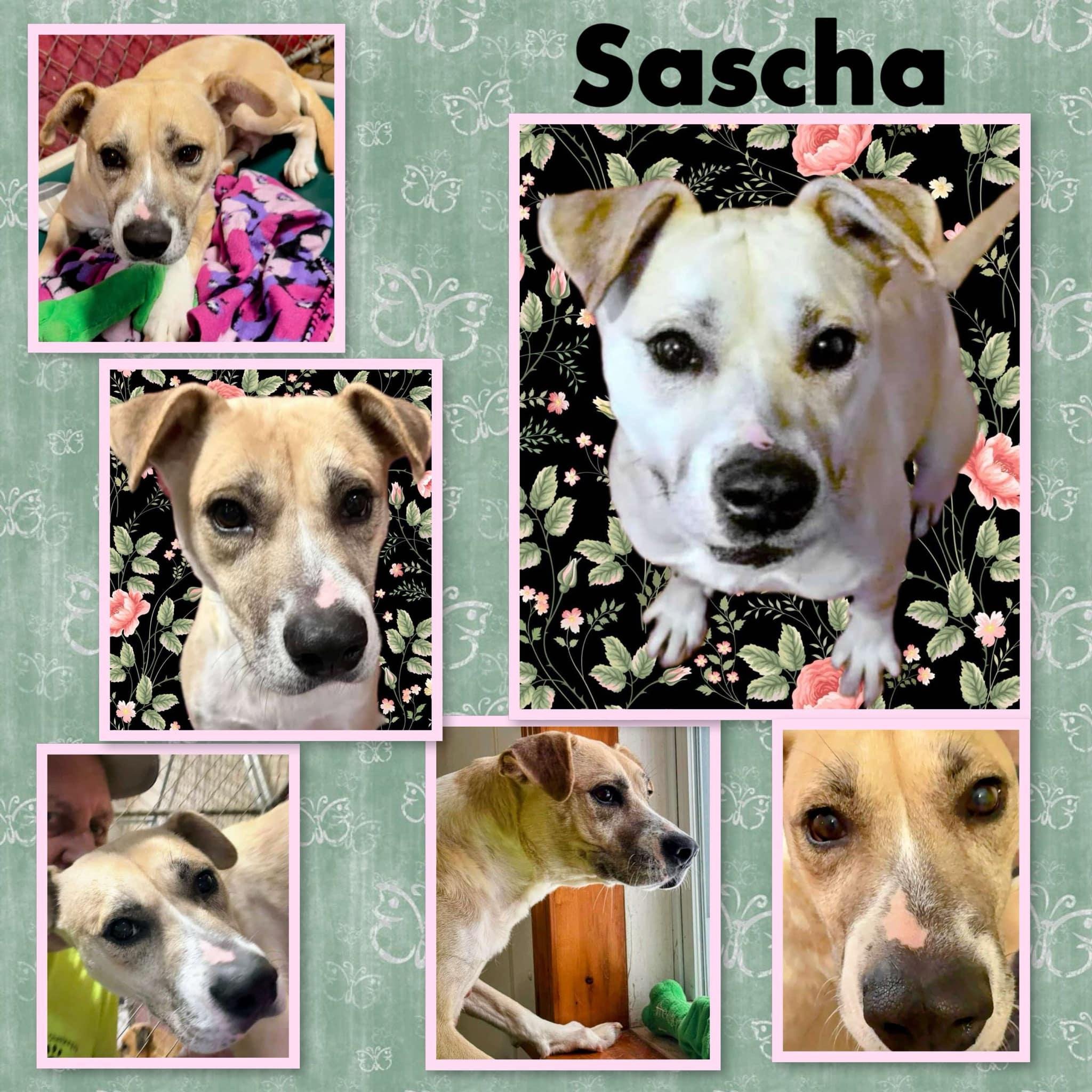 Sascha 2