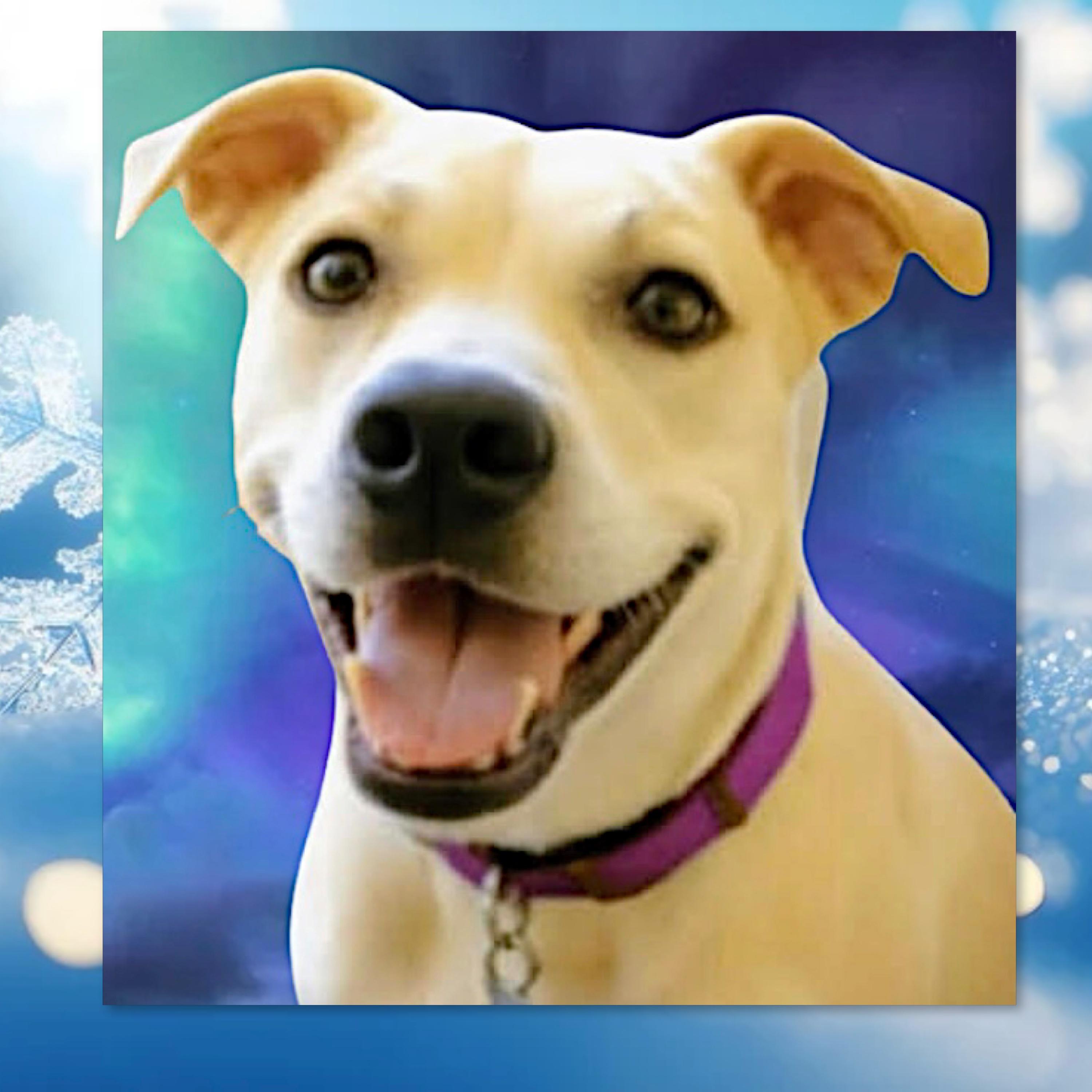 Enlarge Sascha, a Adoptable mixed breed in Westfield, NY image 5/5