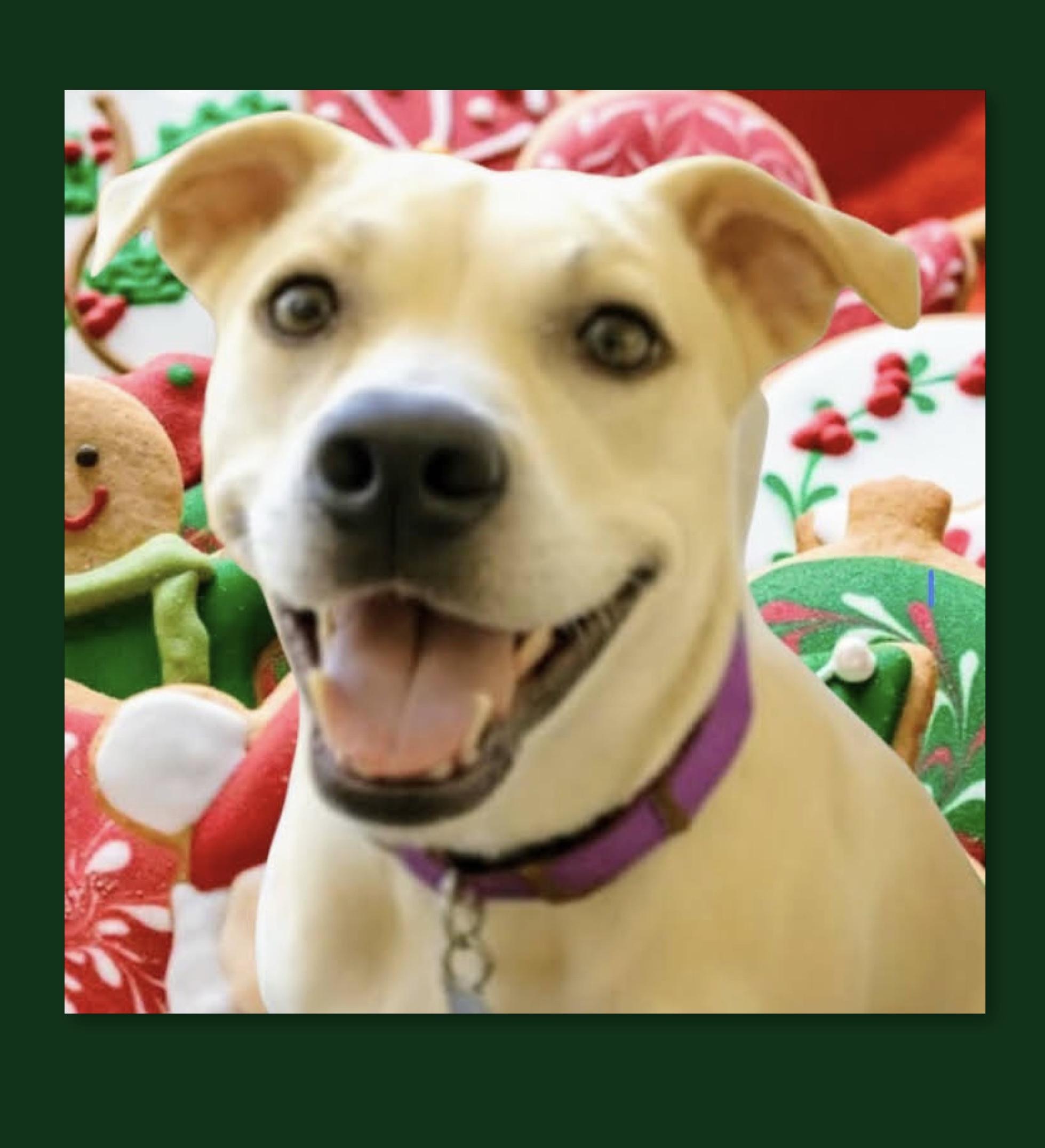 Sascha, Adoptable, Adult Female Husky & Pit Bull Terrier.