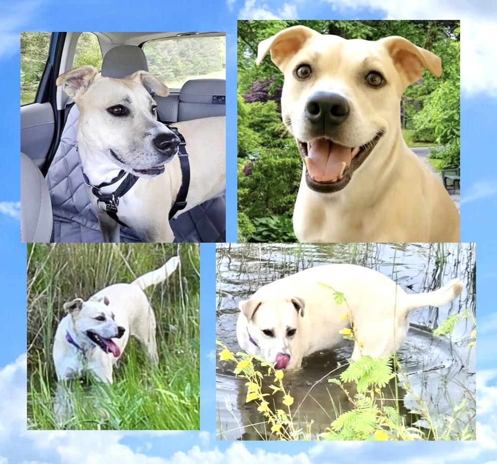 Sascha, a Adoptable mixed breed in Westfield, NY image 4/6