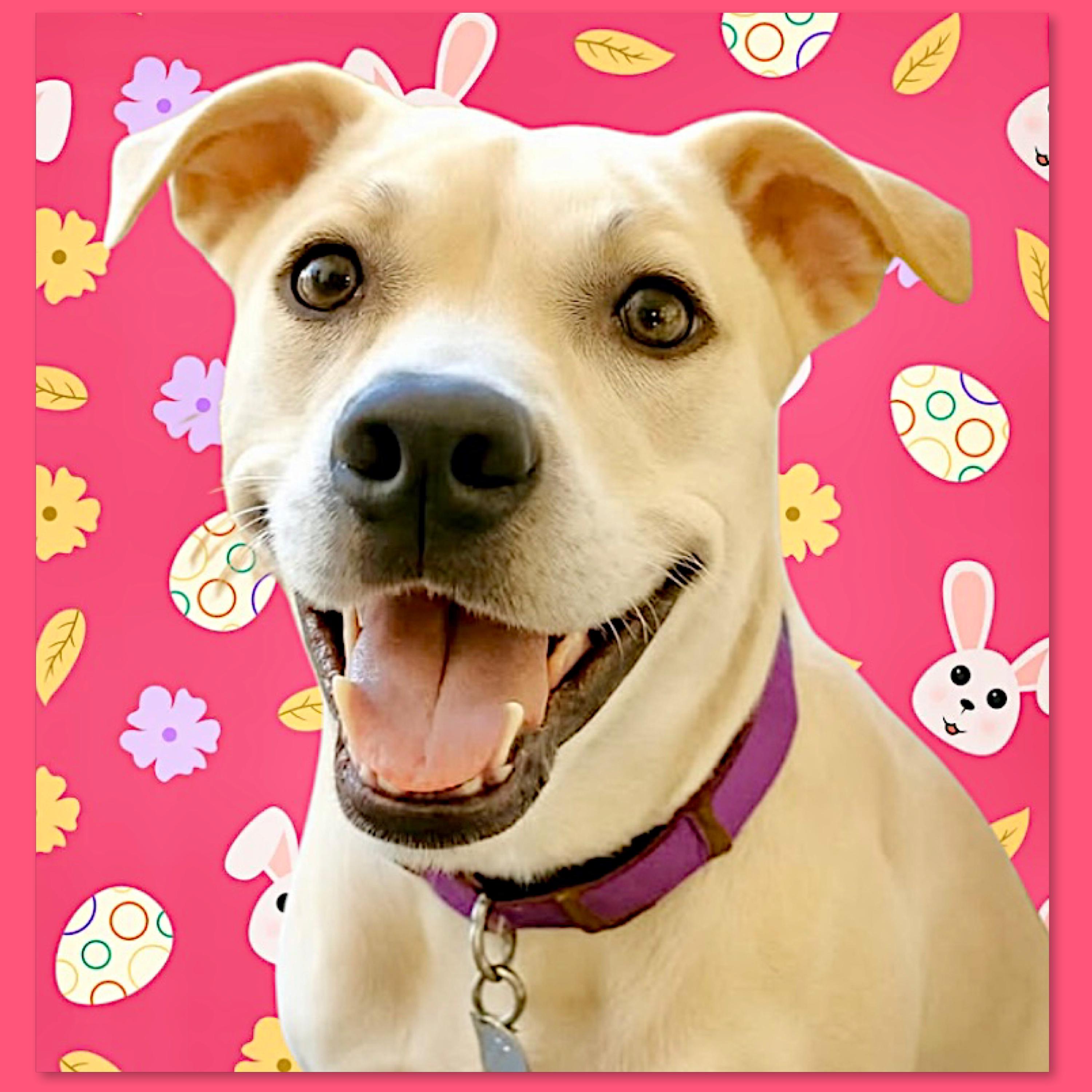 Sascha, Adoptable, Adult Female Husky & Pit Bull Terrier.