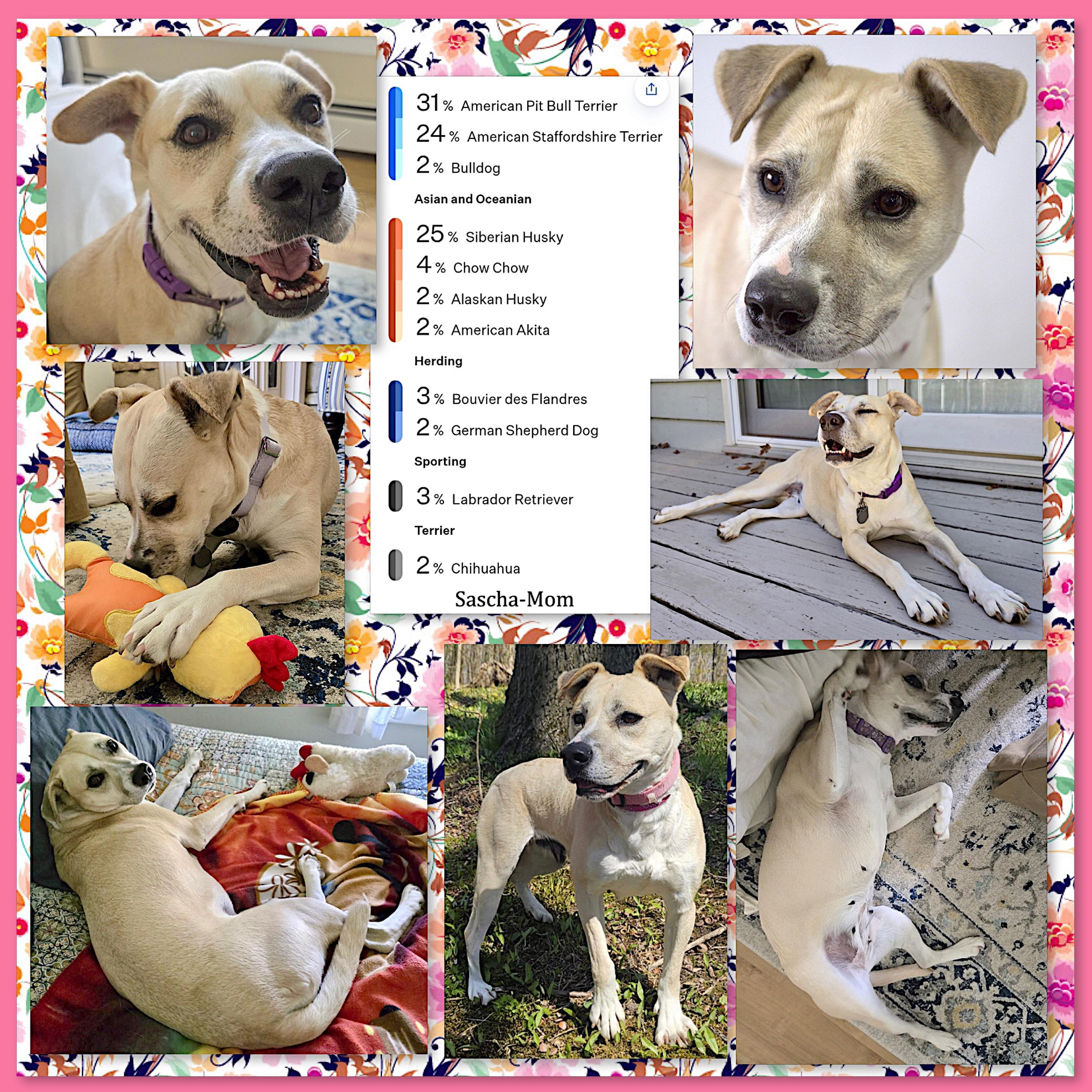 Sascha, Adoptable, Adult Female Husky & Pit Bull Terrier.