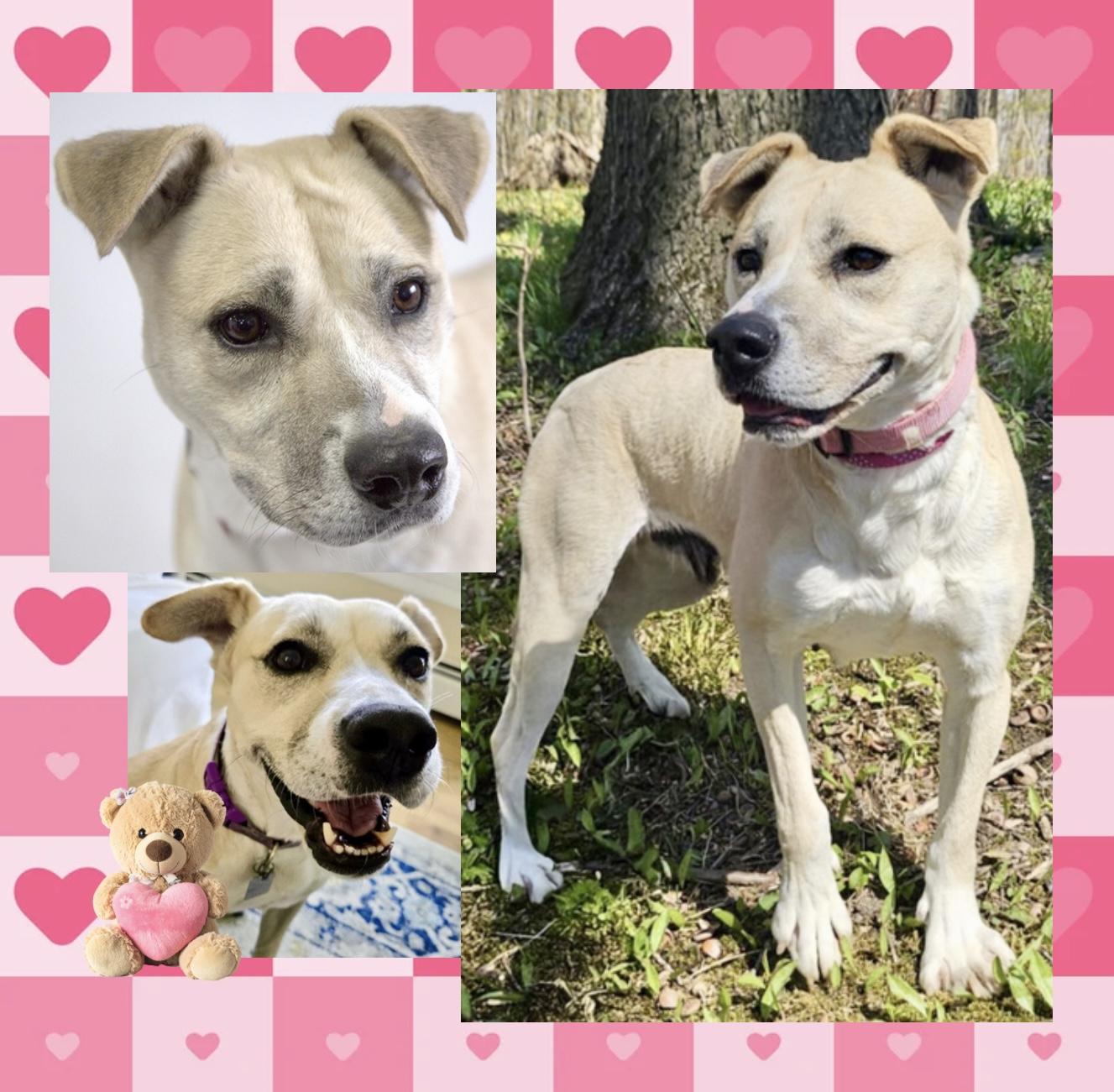 Sascha, Adoptable, Adult Female Husky & Pit Bull Terrier.