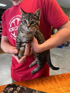 Enlarge EVIE, a Adopted American Shorthair in Mckinleyville, CA image 1/1