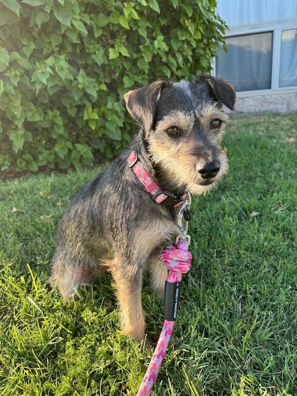 Enlarge Gabbie, a Adopted Terrier image 1/3